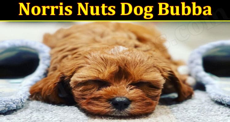 Laest News Norris Nuts Dog