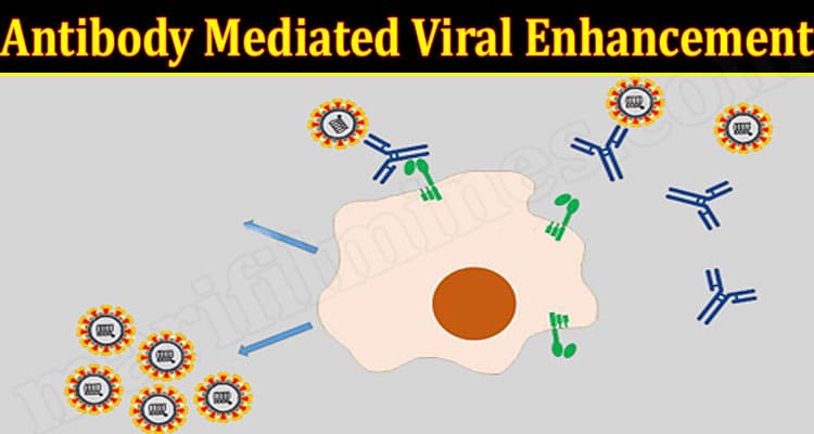 Latest News Antibody Mediated Viral Enhancement