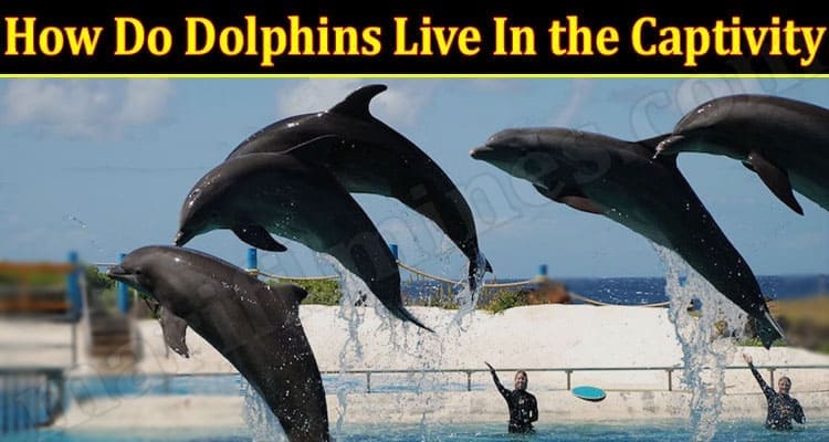 Latest News Dolphins Live In the Captivity