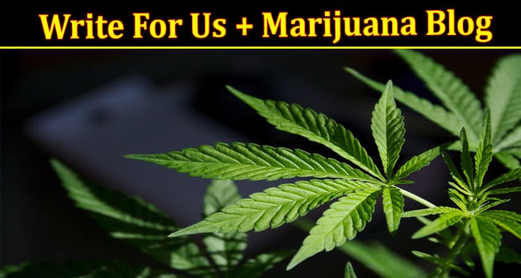 About General Information Write For Us + Marijuana Blog