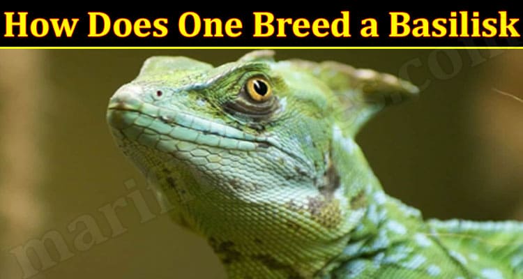 Latest News One Breed a Basilisk