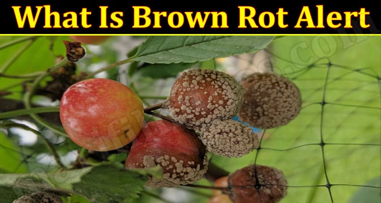 Latest News Brown Rot Alert