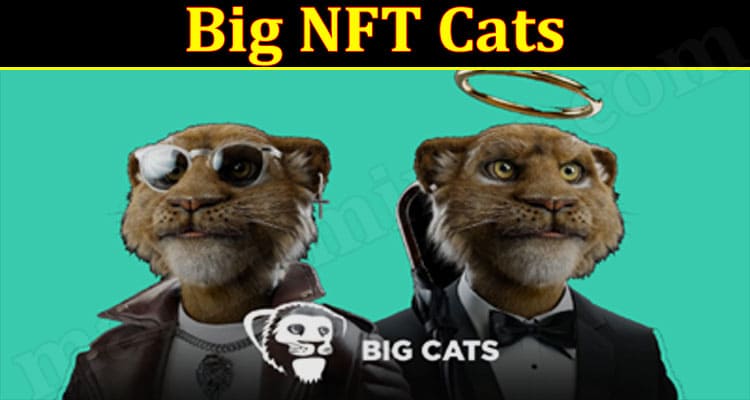 Latest News Big NFT Cats