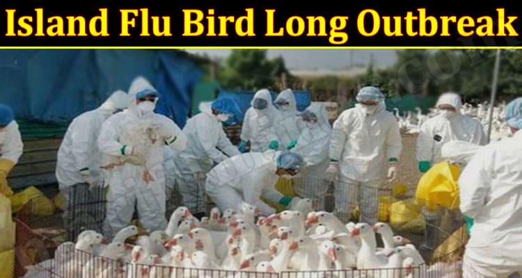 Latest News Island Flu Bird Long Outbreak