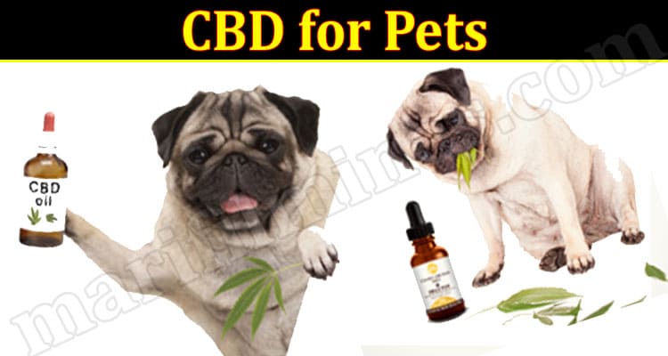 Latest News CBD for Pets