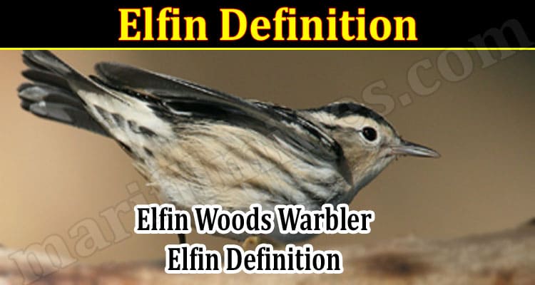 Latest News Elfin Definition