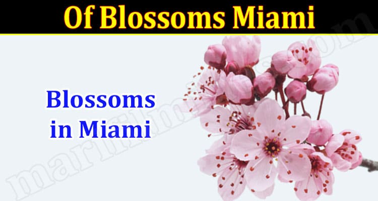 Latest News Of Blossoms Miami