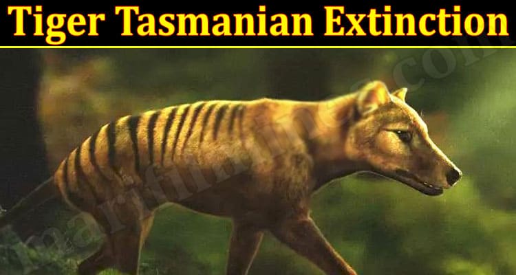 Latest News Tiger Tasmanian Extinction