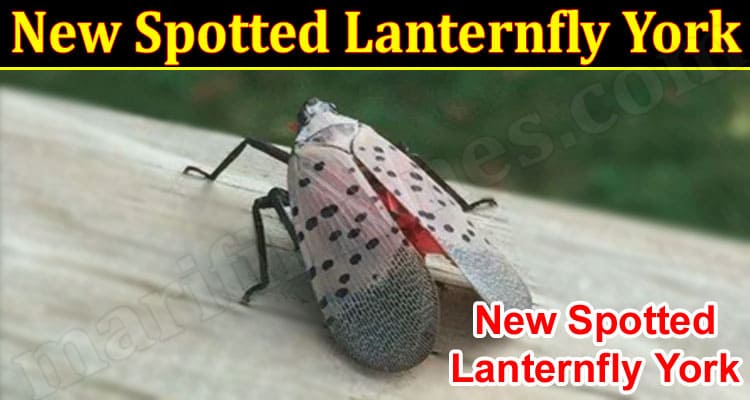 latest News New Spotted Lanternfly York