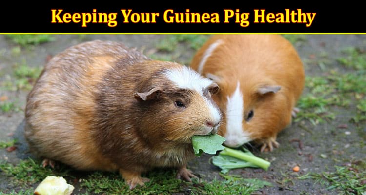 How to Keeping Your Guinea Pig Healthy